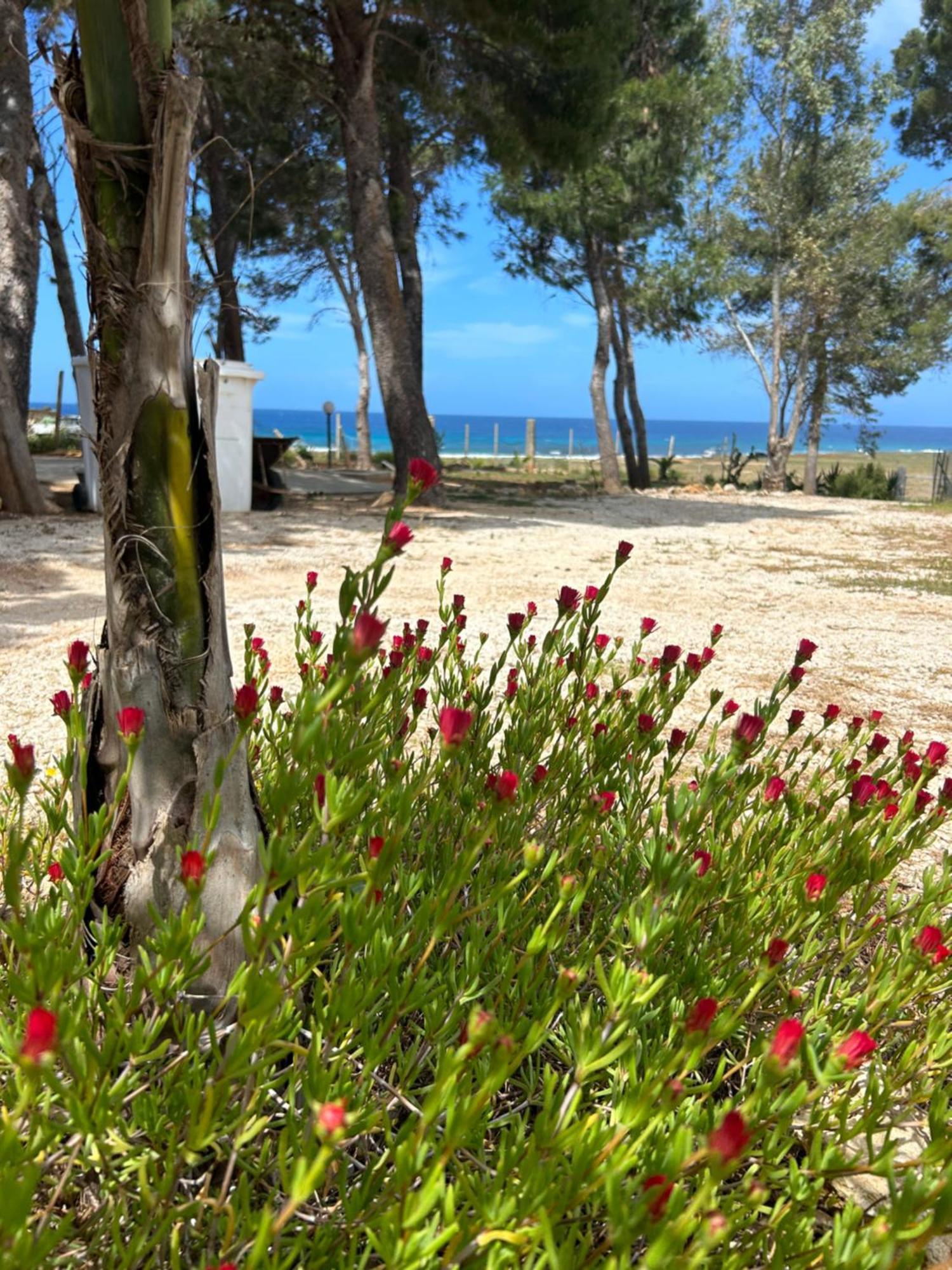 Appartamento I Tramonti Di Cofano Castelluzzo Εξωτερικό φωτογραφία